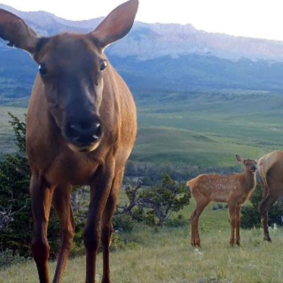 Wildlife on Camera